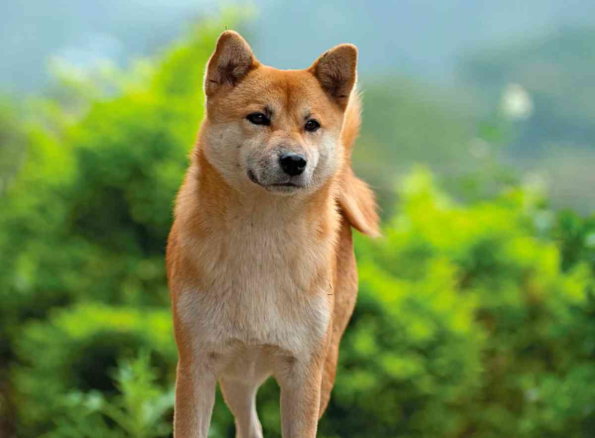 Shiba Inu: un cane sportivo Sportivamente Magazine